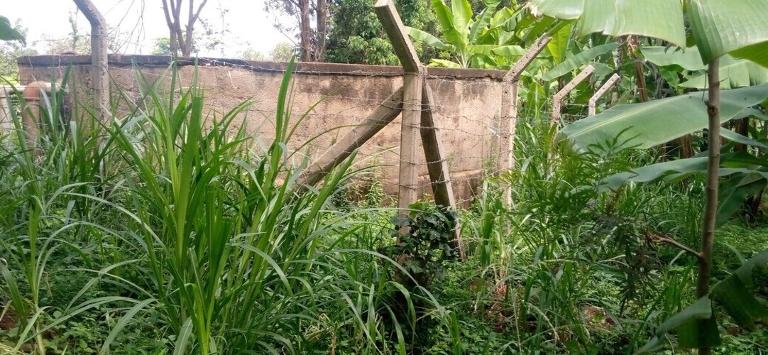 ciakanyinga